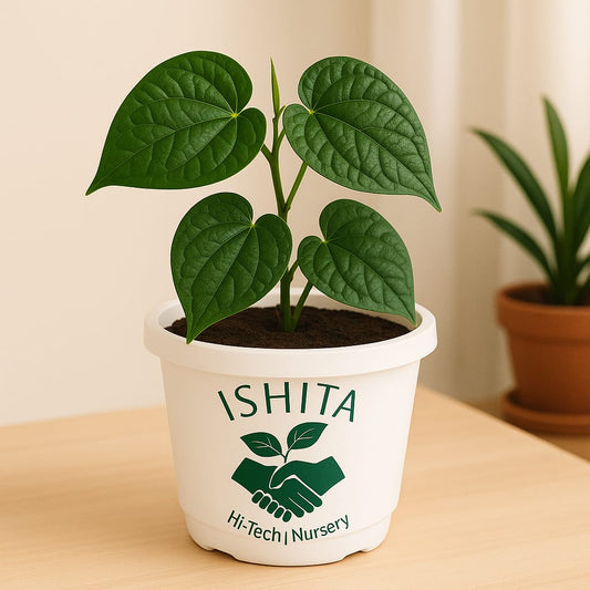 Pan Plant