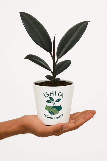 Rubber plant
