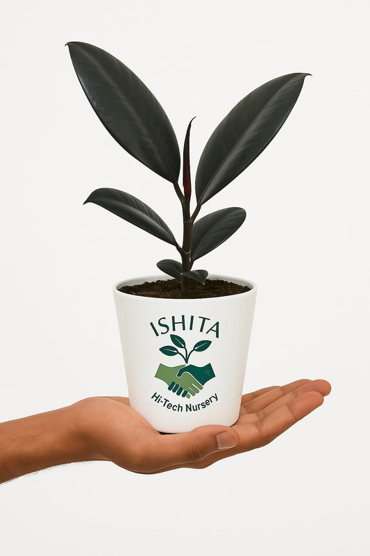 Rubber plant