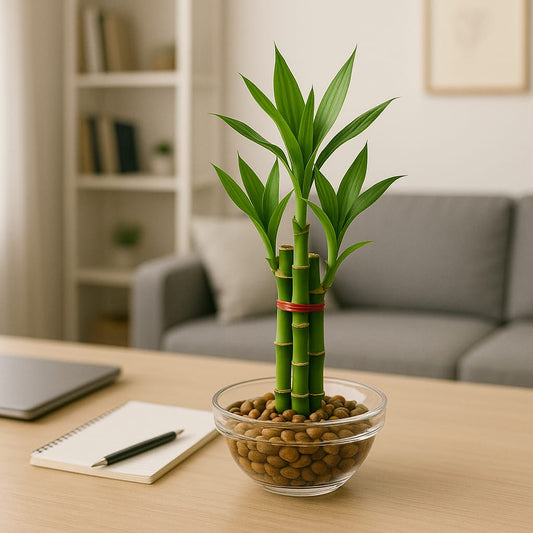 Lucky Bamboo Plant