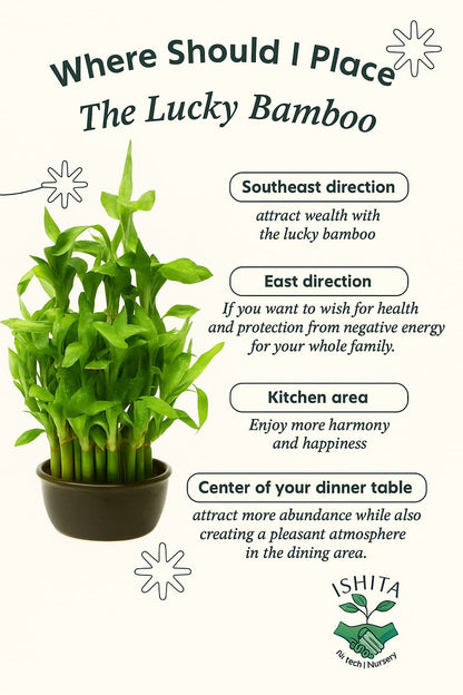 Lucky Bamboo Plant