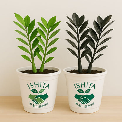 ZZ Green & Black plant