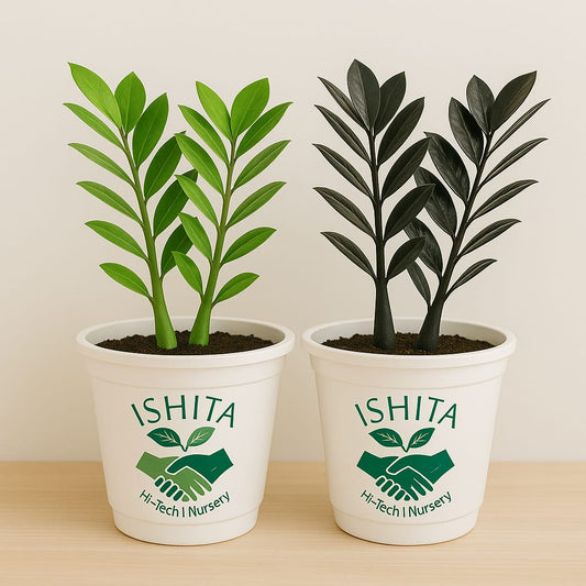 ZZ Green & Black plant