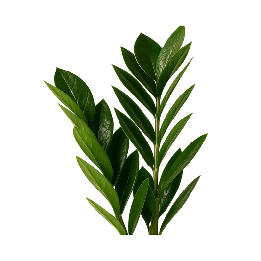 ZZGreen Plant