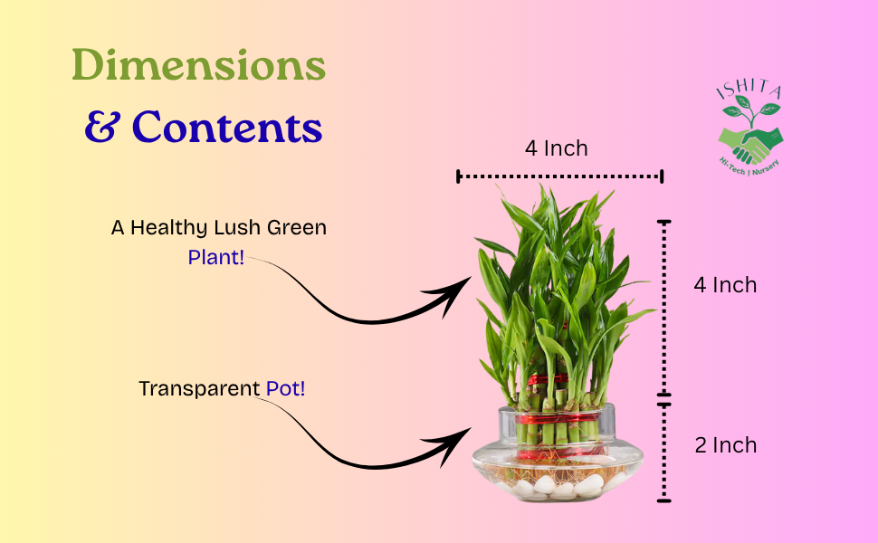 Lucky Bamboo Plant