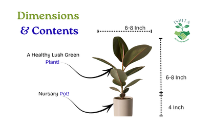 Rubber plant