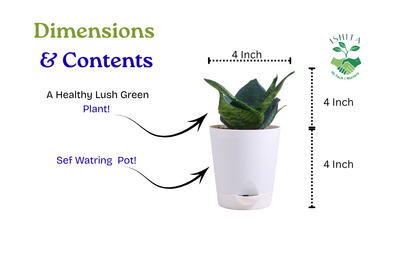 Sansevieria green Snake Plant