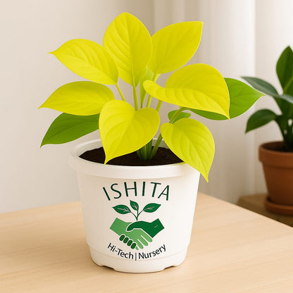 Golden Money Plant  (Golden Pothos)