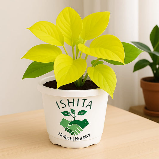 Golden Money Plant  (Golden Pothos)