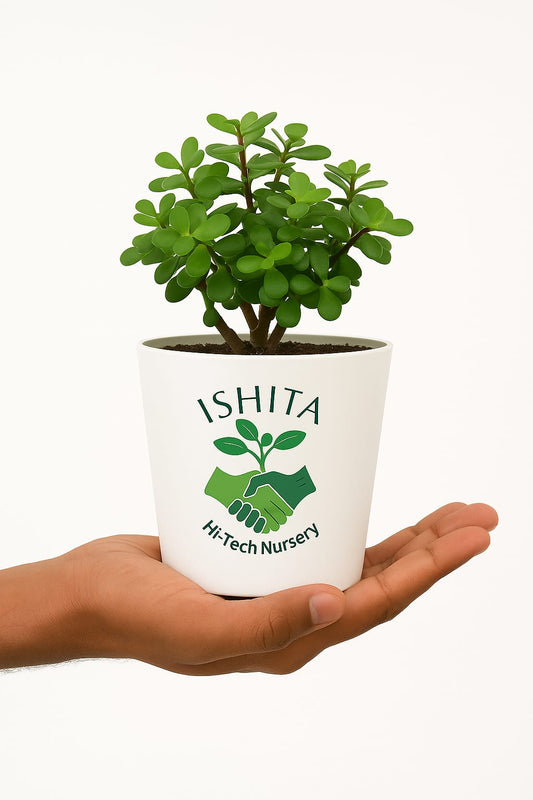 Jade Plant