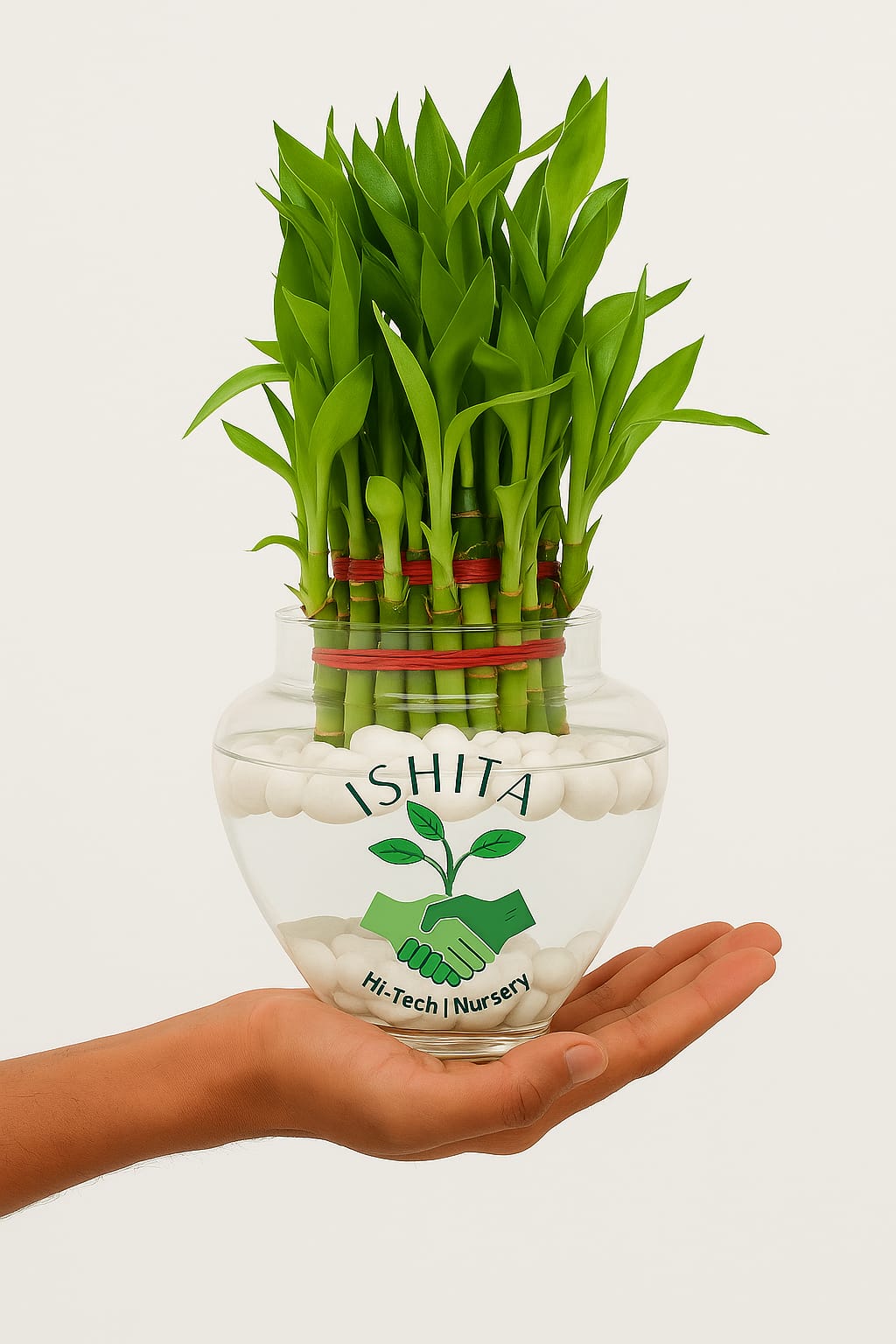 Lucky Bamboo Plant