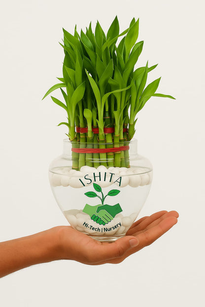 Lucky Bamboo Plant