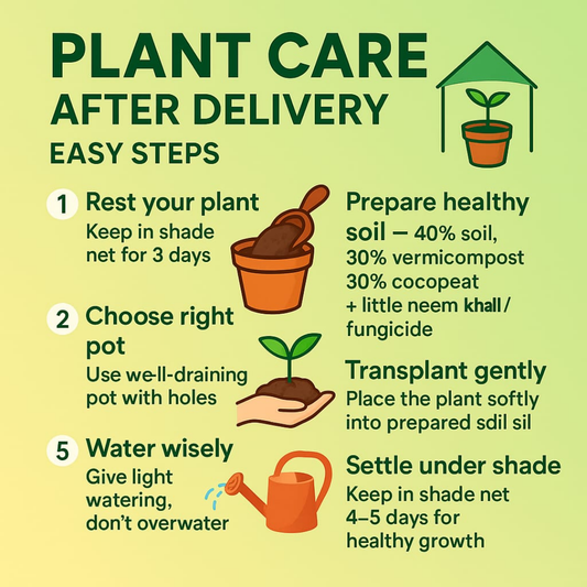Infographic on plant care after delivery with steps and illustrations on a green background