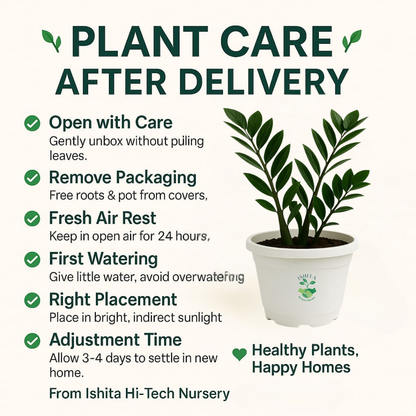ZZGreen Plant
