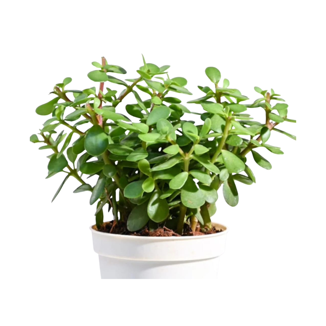 Jade Plant