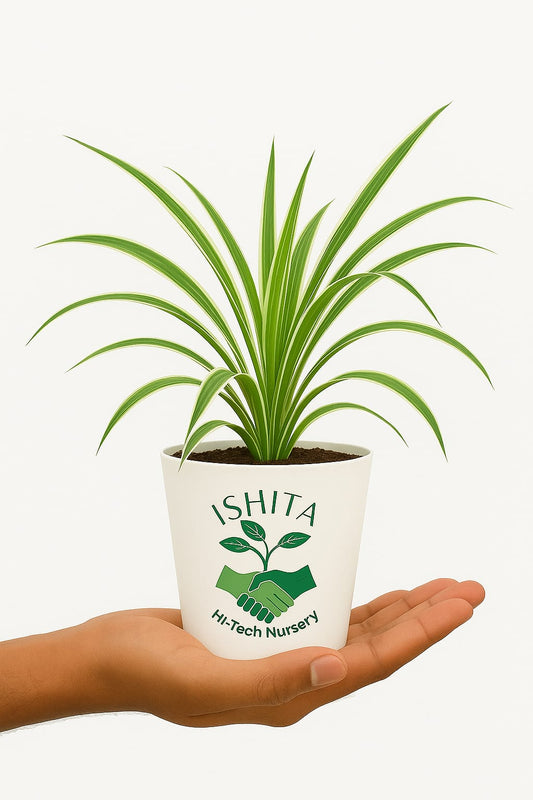 Spider plant