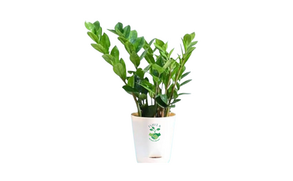 ZZ Plant