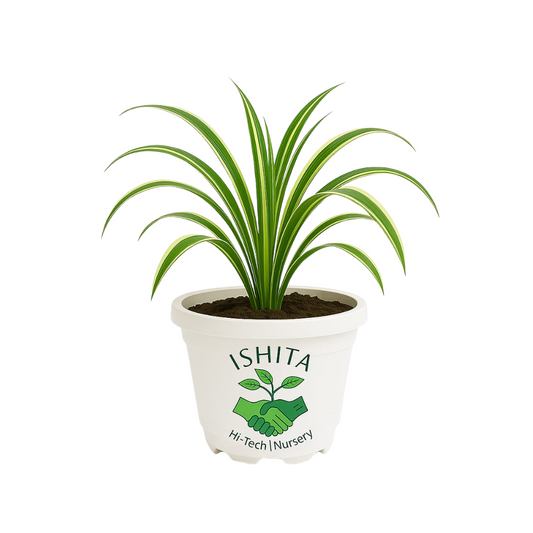 Spider plant