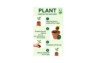 Rubber plant