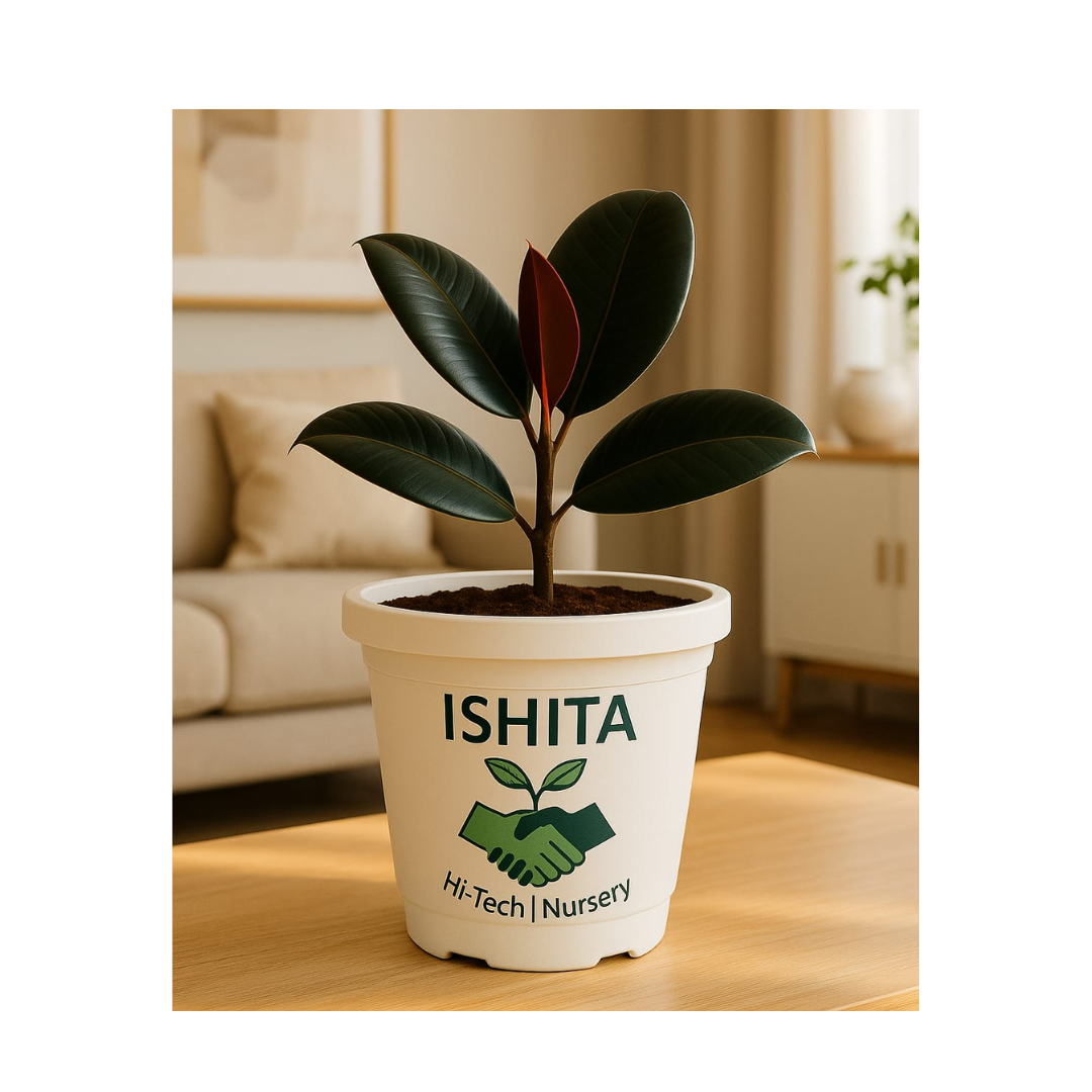 Rubber plant