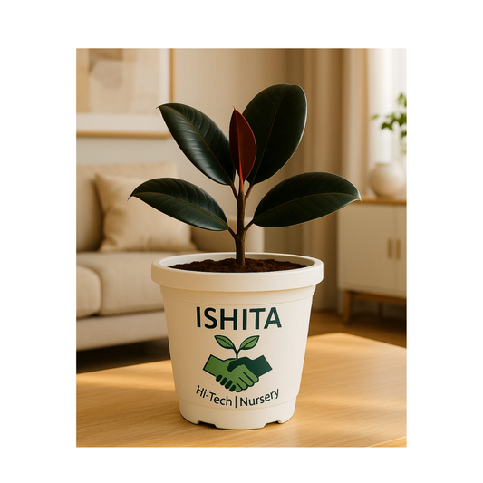 Rubber plant