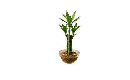 Lucky Bamboo Plant