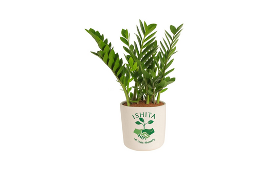 ZZ Plant