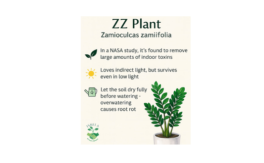 ZZ Plant