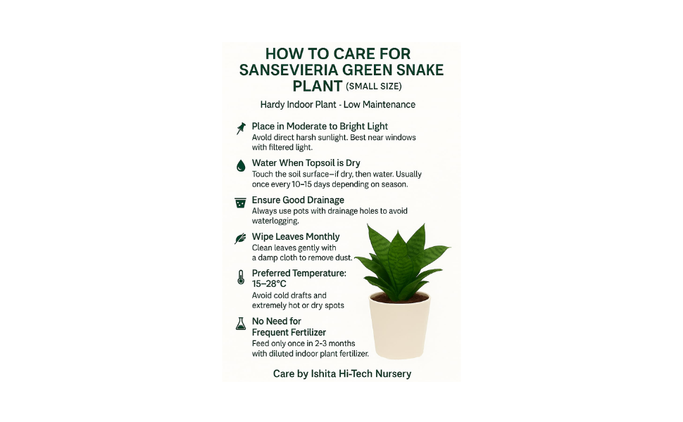 Sansevieria green Snake Plant