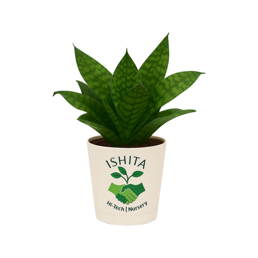 Sansevieria green Snake Plant