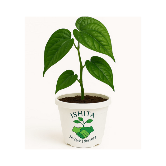 Pan Plant