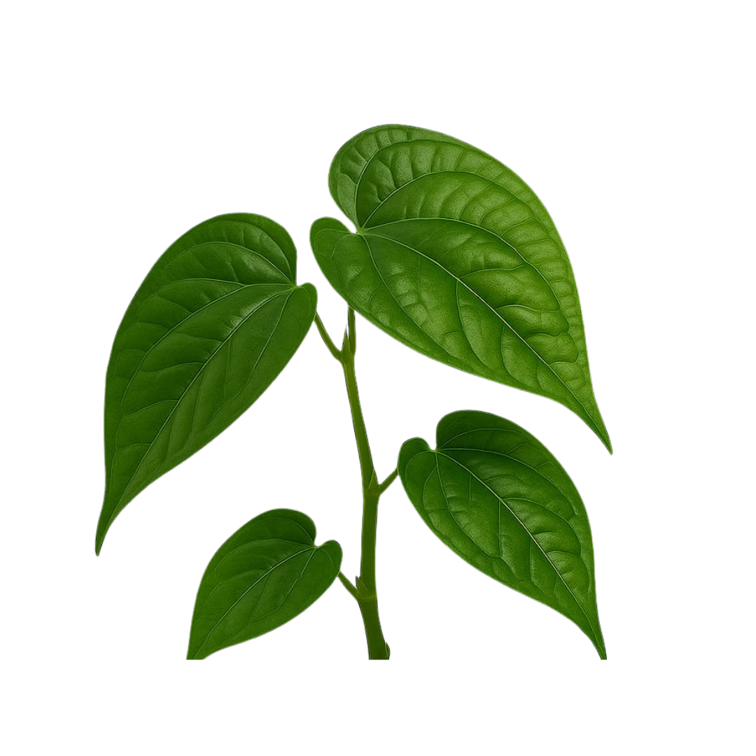 Pan Plant