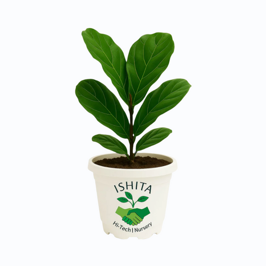 Fiddle Leaf Fig Plant