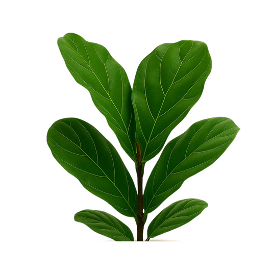 Fiddle Leaf Fig Plant