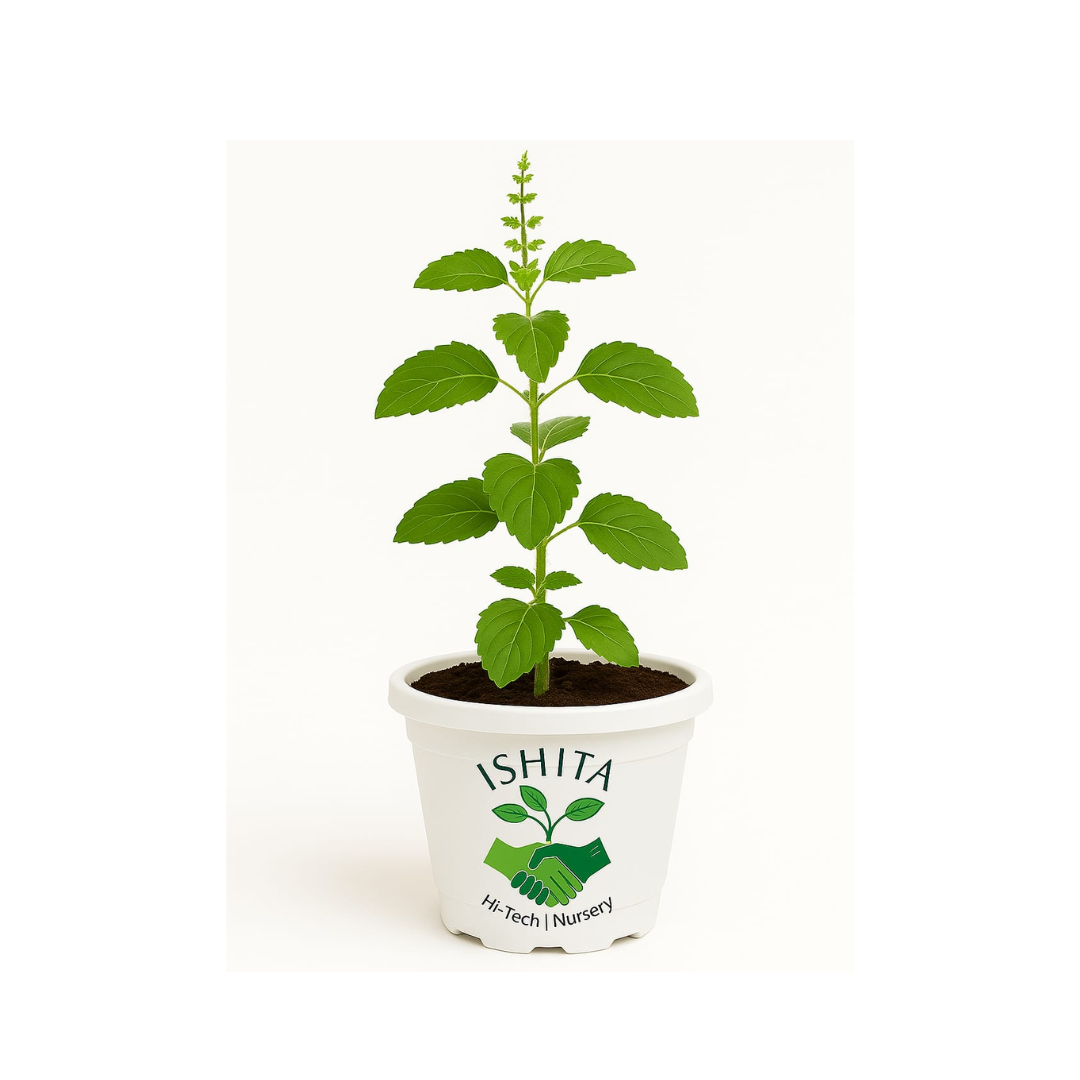 Rama Tulsi