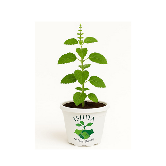 Rama Tulsi