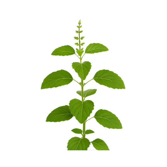 Rama Tulsi