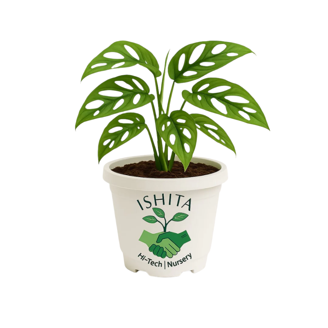 Broken Heart Plant (Monstera adansonii)