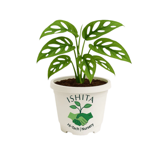 Broken Heart Plant (Monstera adansonii)