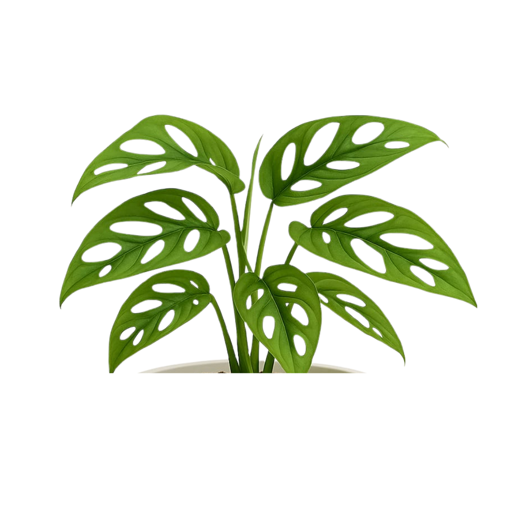 Broken Heart Plant (Monstera adansonii)
