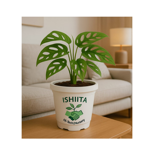 Broken Heart Plant (Monstera adansonii)