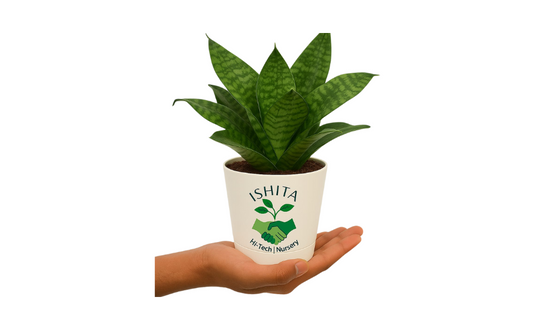 Sansevieria green Snake Plant