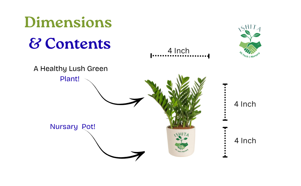 ZZ Plant