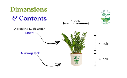 ZZ Plant