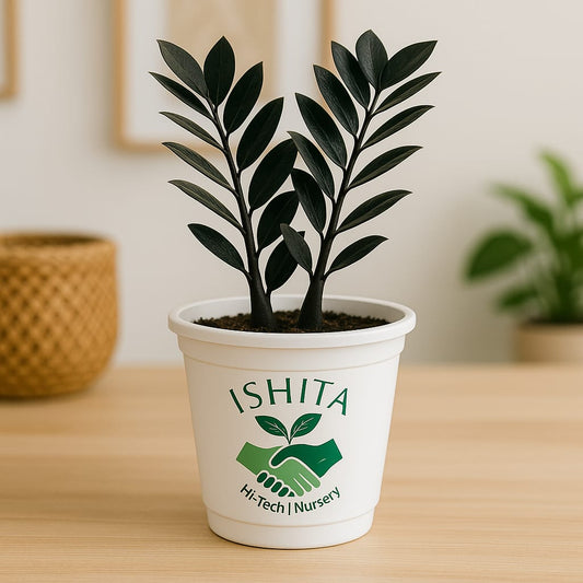 ZZ Green & Black plant
