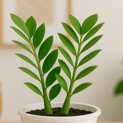 ZZ Green & Black plant