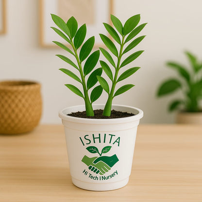 ZZGreen Plant