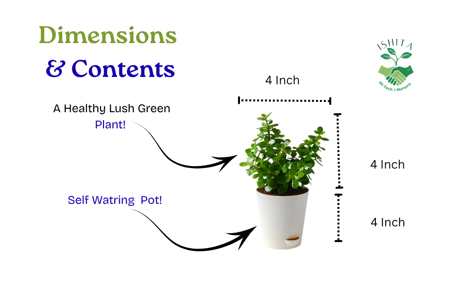 Jade Plant