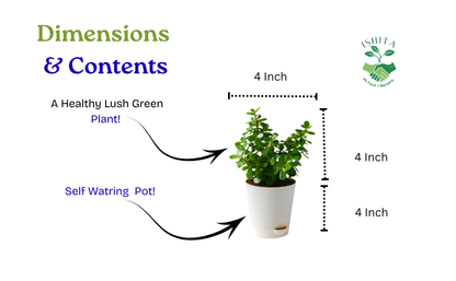 Jade Plant