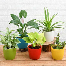 Test Garden Product